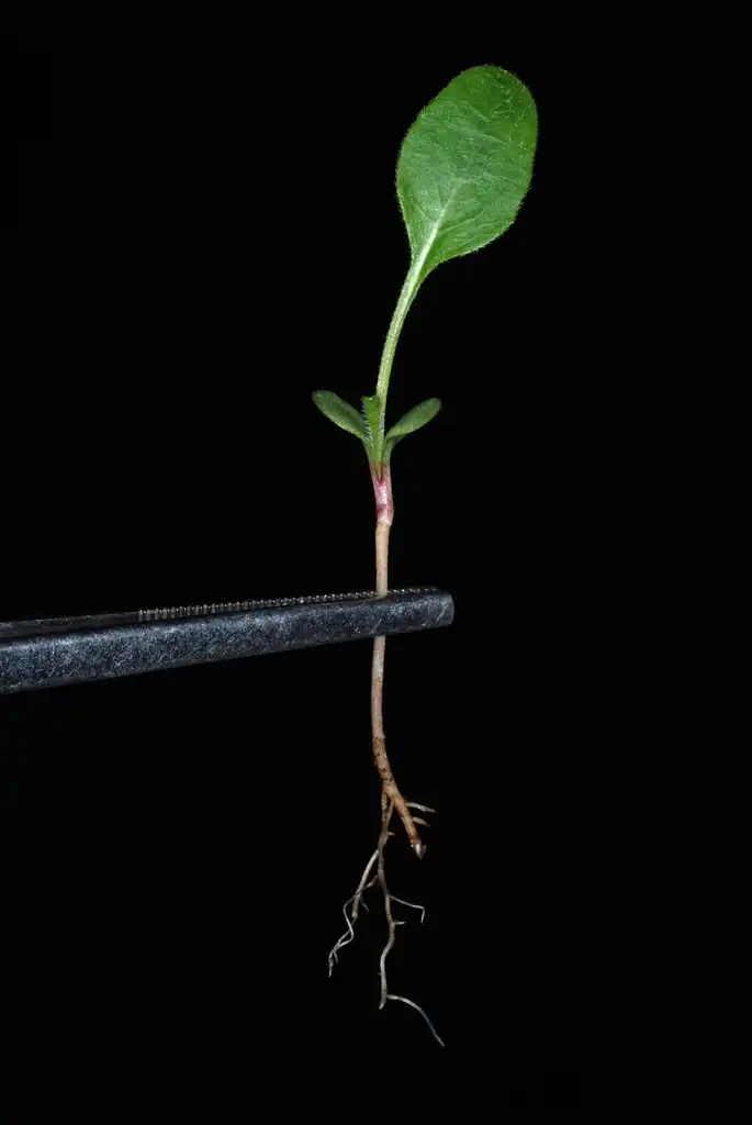 Photo of Silphium compositum - Seedling with tap root (Pleasant Garden, NC)-Late Summer:Douglas Goldman, USDA