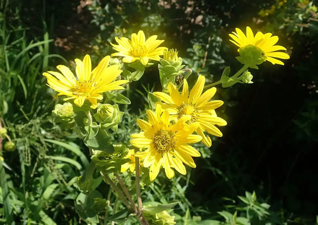 Photo of Silphium integrifolium (Silphium integrifoliums)