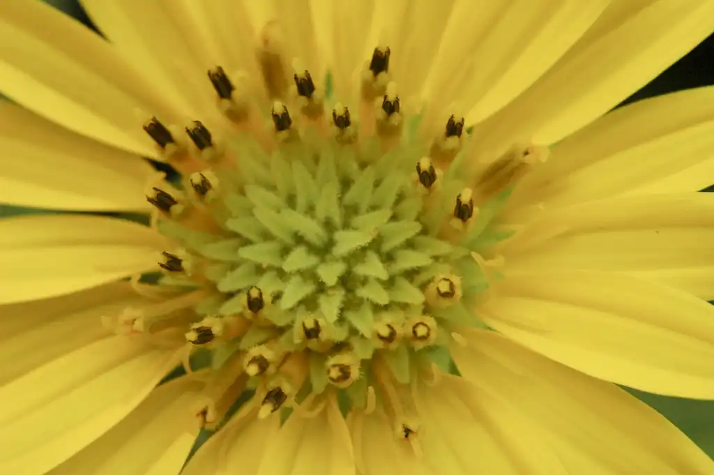 Photo of Silphium integrifolium (Silphium integrifoliums)