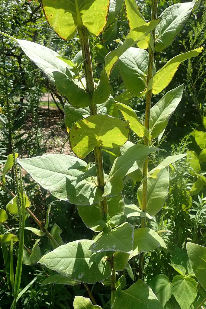 Photo of Silphium integrifolium - Leaf and stem:Krzysztof Ziarnek, Kenraiz