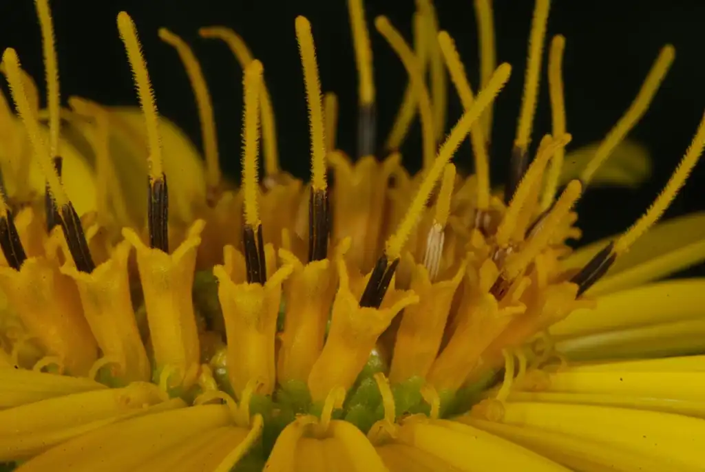 Photo of Silphium perfoliatum (Silphium perfoliatums)