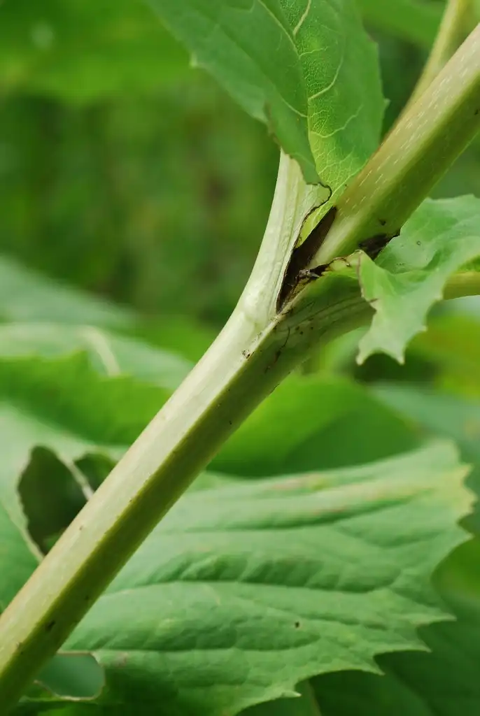 Photo of Silphium perfoliatum (Silphium perfoliatums)