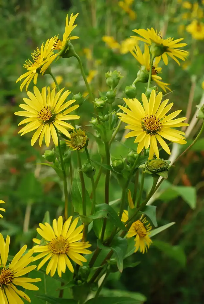 Photo of Silphium perfoliatum - (Niagara Falls, ON)-Late Summer:Douglas Goldman, USDA
