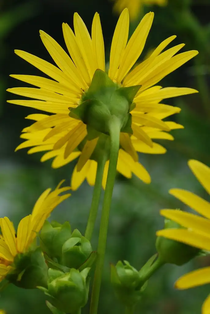 Photo of Silphium perfoliatum - (Niagara Falls, ON)-Late Summer:Douglas Goldman, USDA