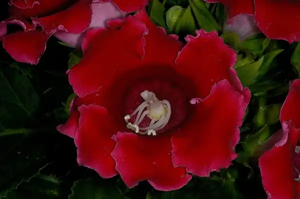 Photo of Sinningia speciosa (Sinningia speciosas)