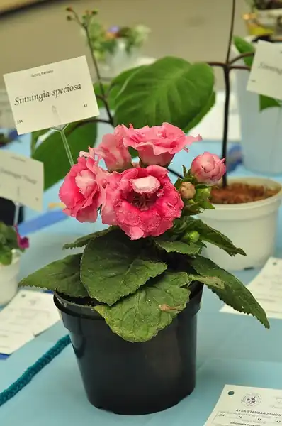 Photo of Sinningia speciosa (Sinningia speciosas)