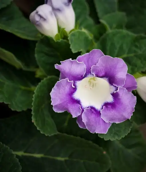 Photo of Sinningia speciosa - Purple with yellow center:Amy