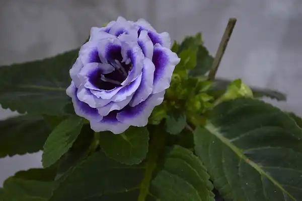 Photo of Sinningia speciosa - Purple with white edges:hp_cub