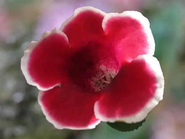 Photo of Sinningia speciosa - Pink:Jacinta Valero