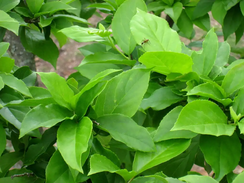 Foto de Sinojackia rehderiana (Sinojackia rehderianas)