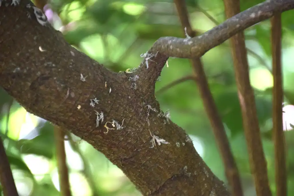 Foto de Sinojackia rehderiana - Bark:Krzysztof Golik