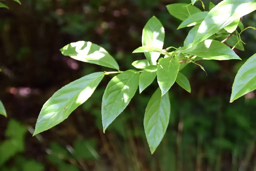 Foto de Sinojackia rehderiana - Leaves:Krzysztof Golik