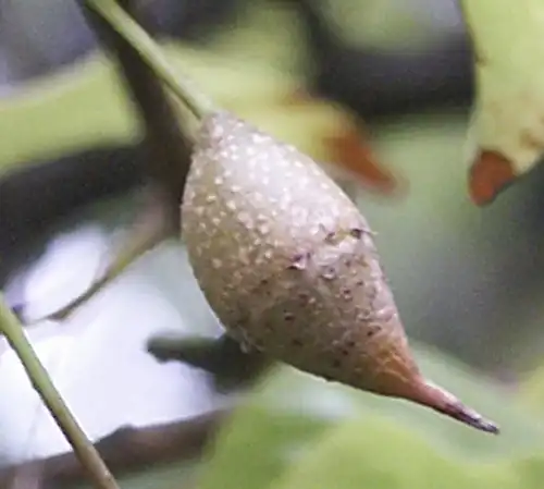 Foto de Sinojackia rehderiana - Fruit:Denis.prévôt