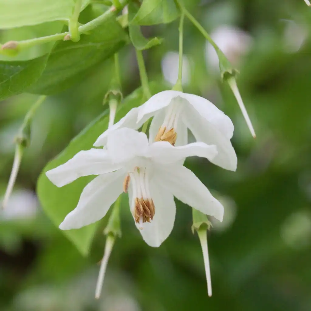 Photo of Sinojackia xylocarpa (Sinojackia xylocarpas)