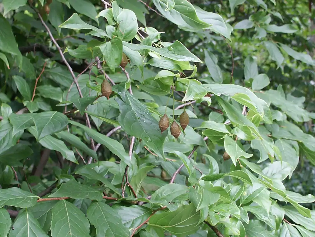 Photo of Sinojackia xylocarpa - Fruits:Denis.prévôt