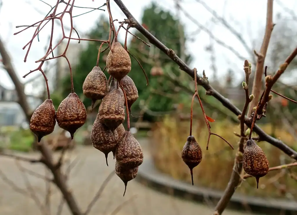 Photo of Sinojackia xylocarpa - Fruits - Fall:Daderot