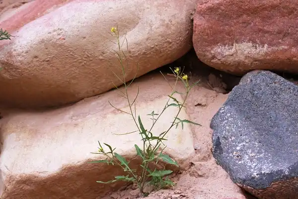 Photo of Sisymbrium irio (Sisymbrium irios)