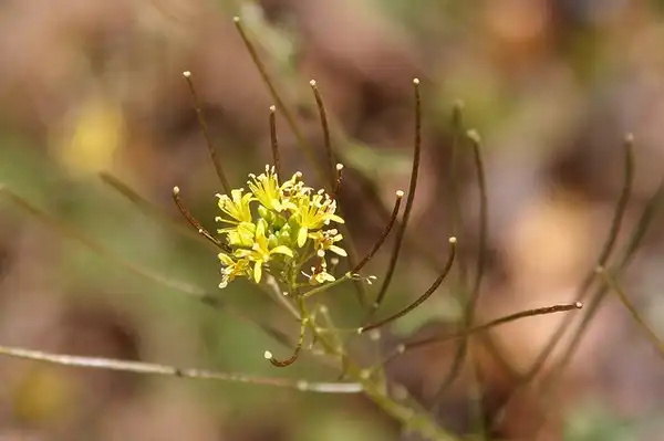 Photo of Sisymbrium irio (Sisymbrium irios)