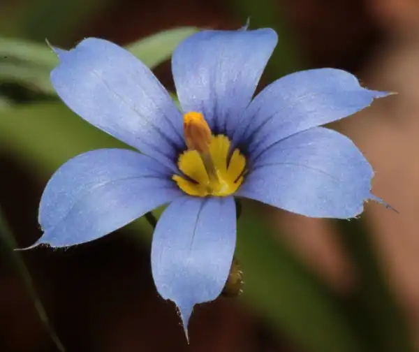 Photo of Sisyrinchium angustifolium (Sisyrinchium angustifoliums)