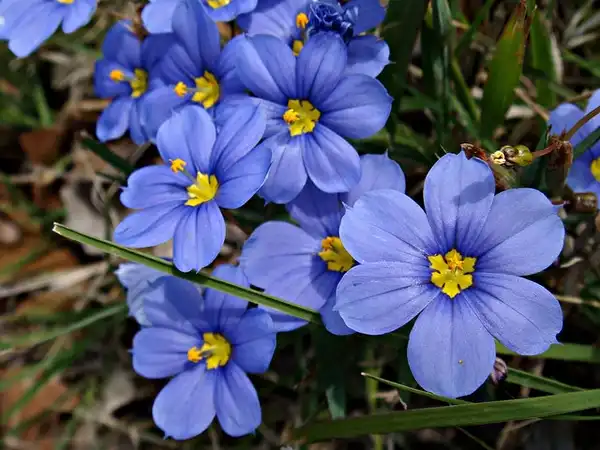 Photo of Sisyrinchium angustifolium (Sisyrinchium angustifoliums)