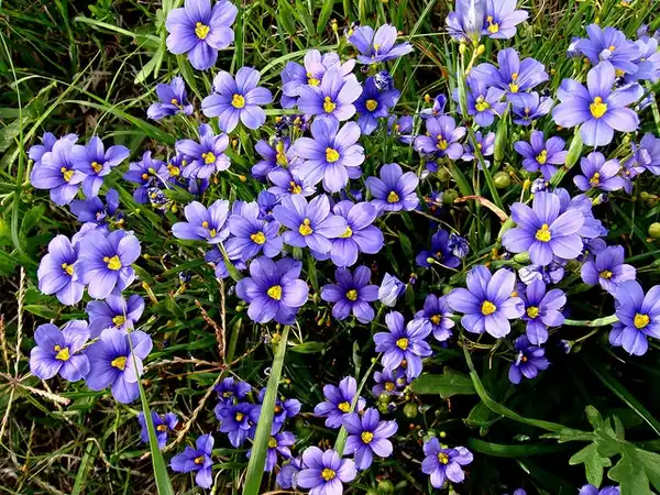 Photo of Sisyrinchium angustifolium - :Camelia TWU