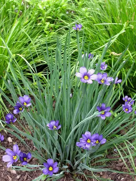 Photo of Sisyrinchium angustifolium - :Kristine Paulus