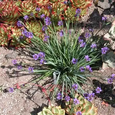 Photo of Sisyrinchium angustifolium - :The Ruth Banccroft Garden