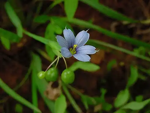 Photo of Sisyrinchium angustifolium - :kirybabe