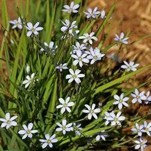 Photo of Sisyrinchium angustifolium - Sisyrinchium angustifolium growth habit:Debbie Roos