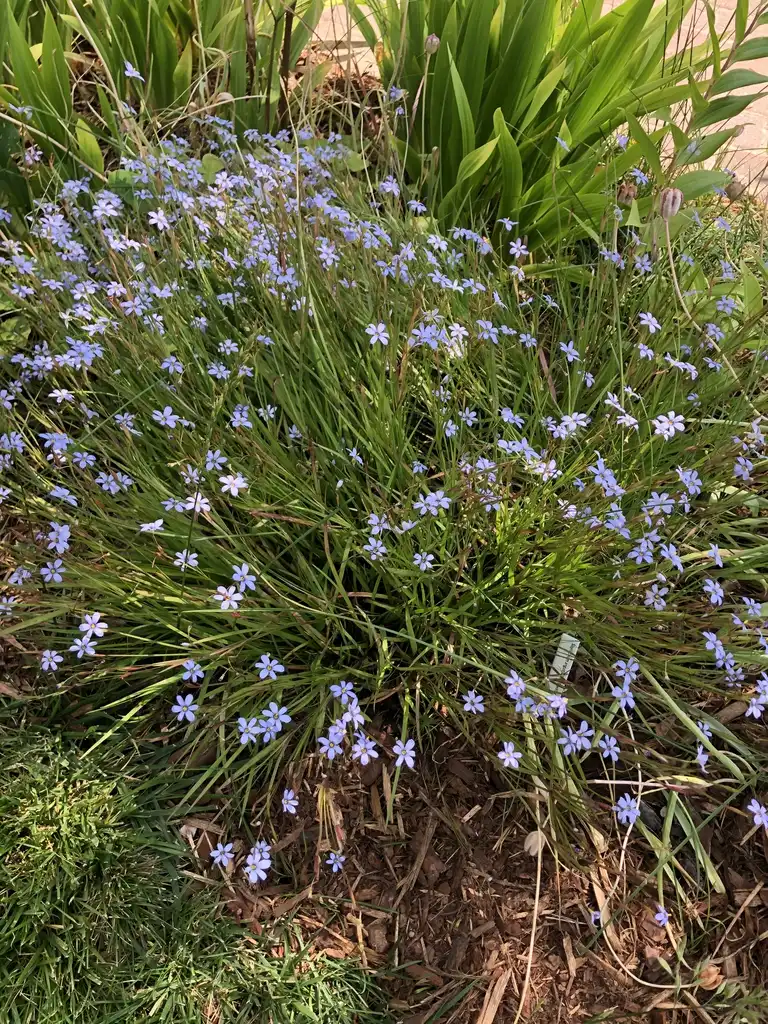 Photo of Sisyrinchium angustifolium - Full Form (Wake County,NC):Cathy Dewitt
