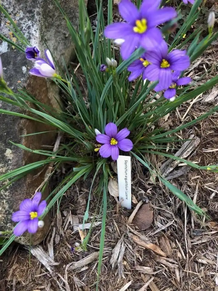 Photo of Sisyrinchium angustifolium - Flowers (Wake County,NC):Cathy Dewitt