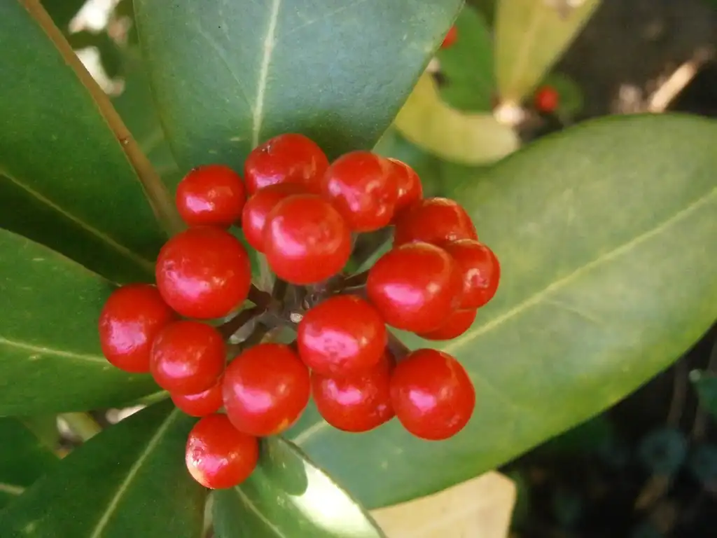 Фото Skimmia japonica (Skimmia japonicas)