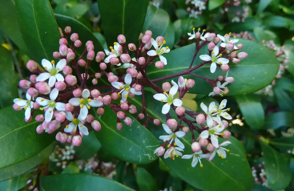 Фото Skimmia japonica (Skimmia japonicas)