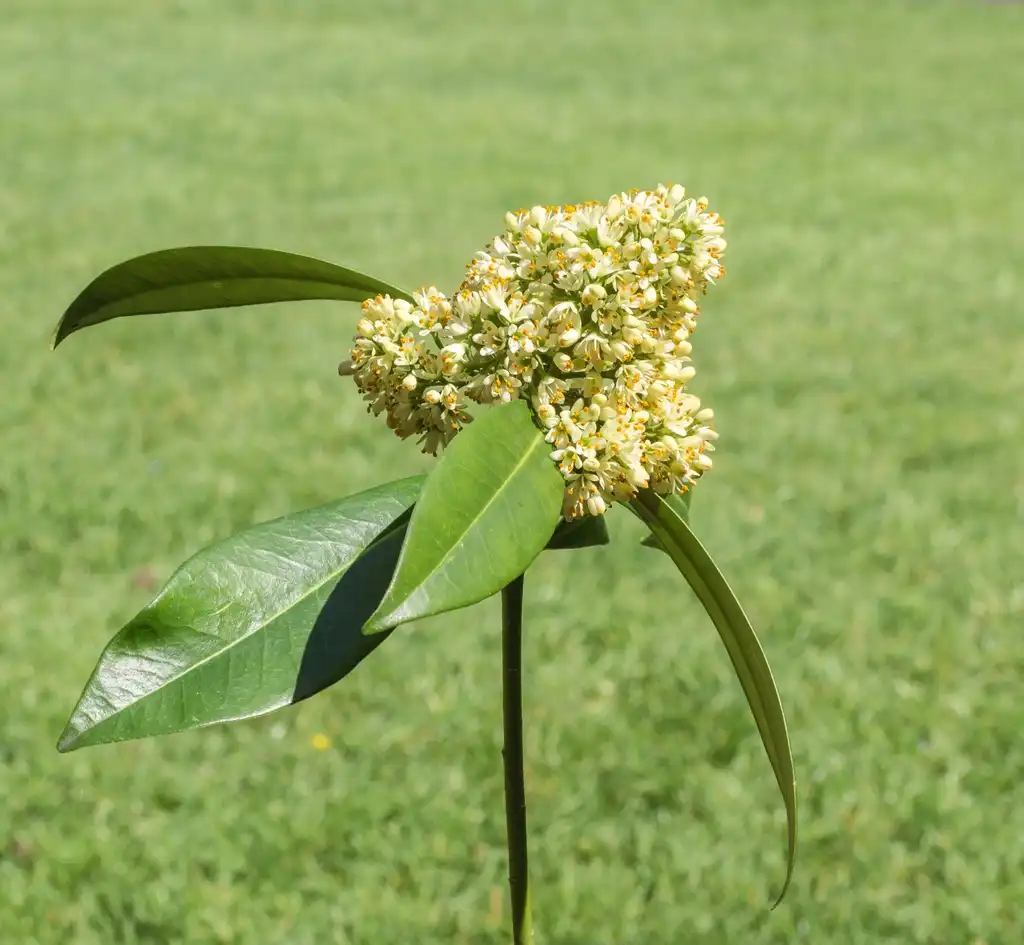 Фото Skimmia japonica - Flowers:Dominicus Johannes Bergsma