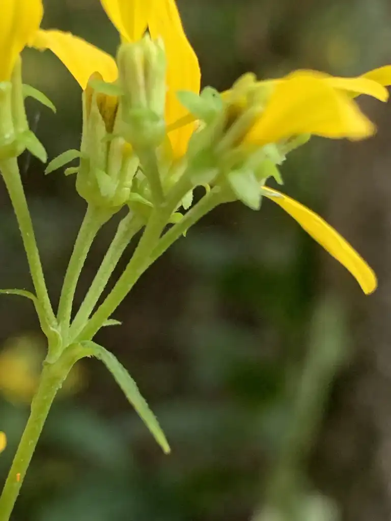 Фото Smallanthus uvedalia (Smallanthus uvedalias)