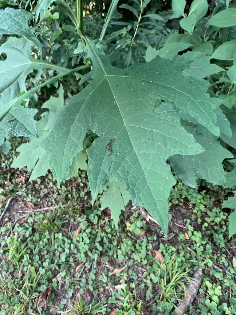 Фото Smallanthus uvedalia (Smallanthus uvedalias)
