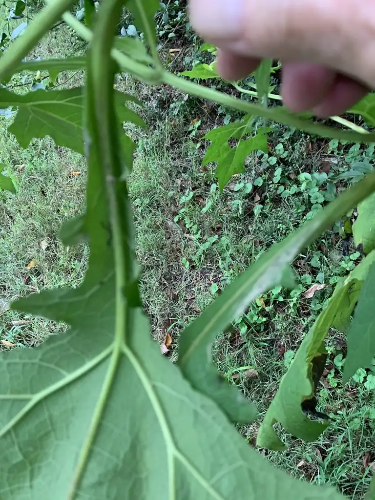 Фото Smallanthus uvedalia - Leaf cupping the stem:K. Andre