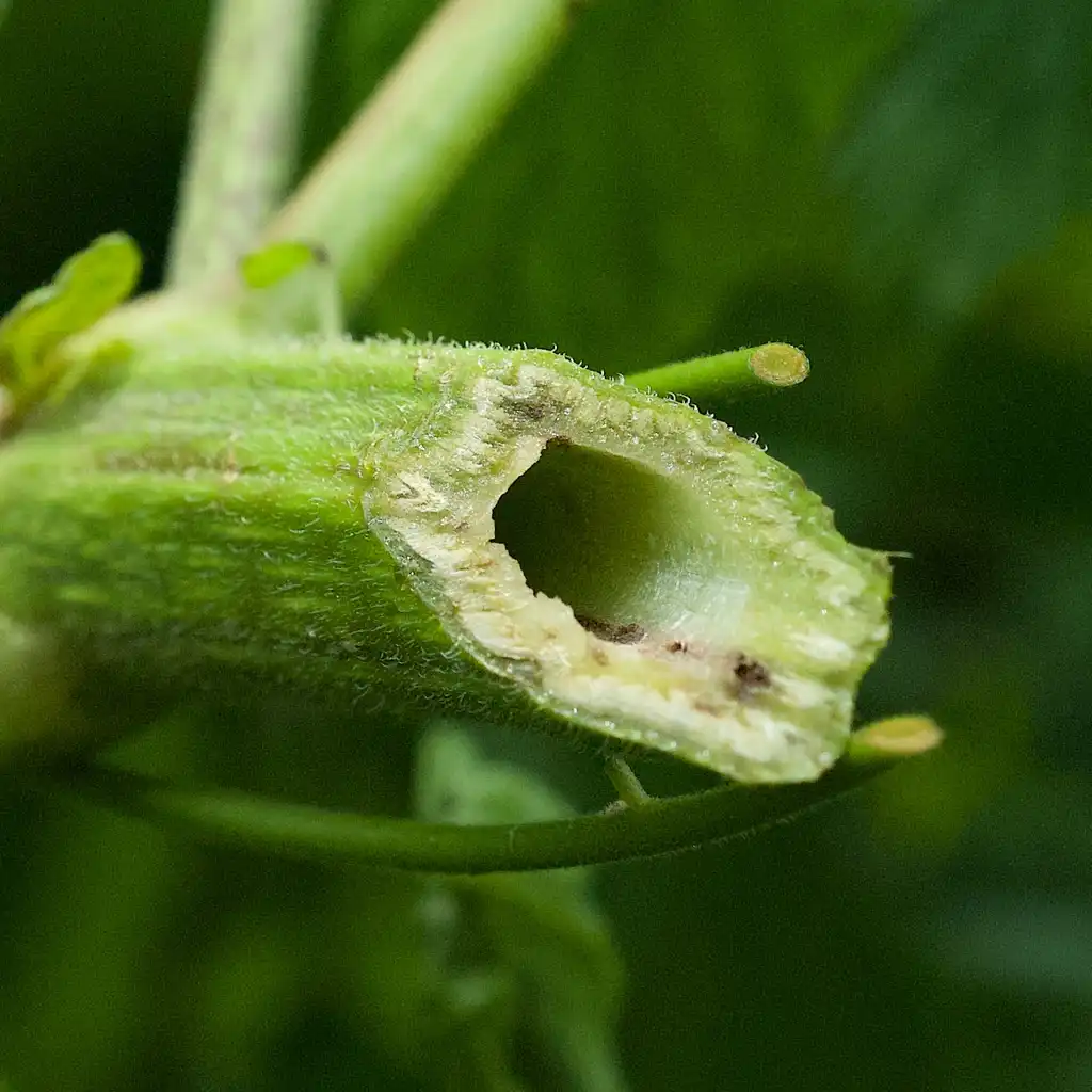 Фото Smallanthus uvedalia - Hollow stem:bill1953