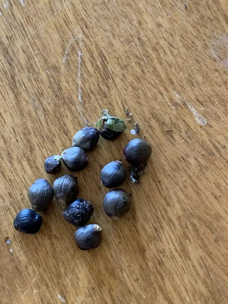 Фото Smallanthus uvedalia - Seeds:K. Andre