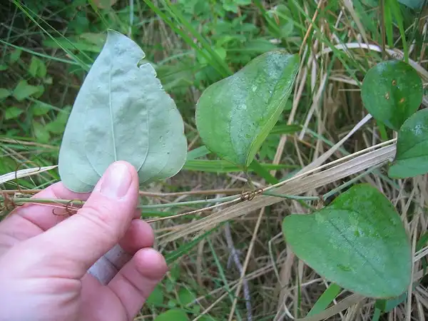 Photo of Smilax glauca (Smilax glaucas)
