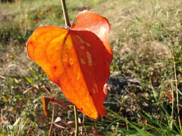 Photo of Smilax glauca (Smilax glaucas)