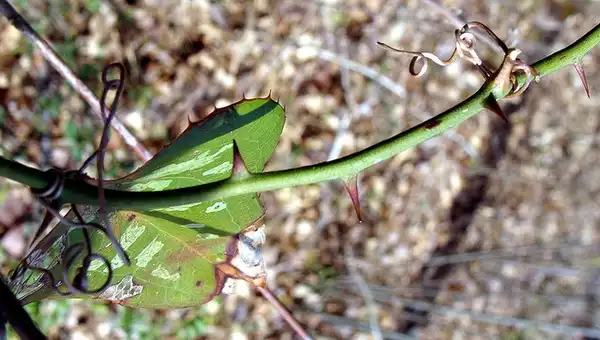 Photo of Smilax glauca - Smilax glauca:Martin LaBar