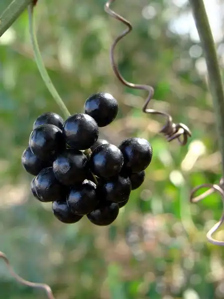 Photo of Smilax glauca - Smilax glauca:Martin LaBar