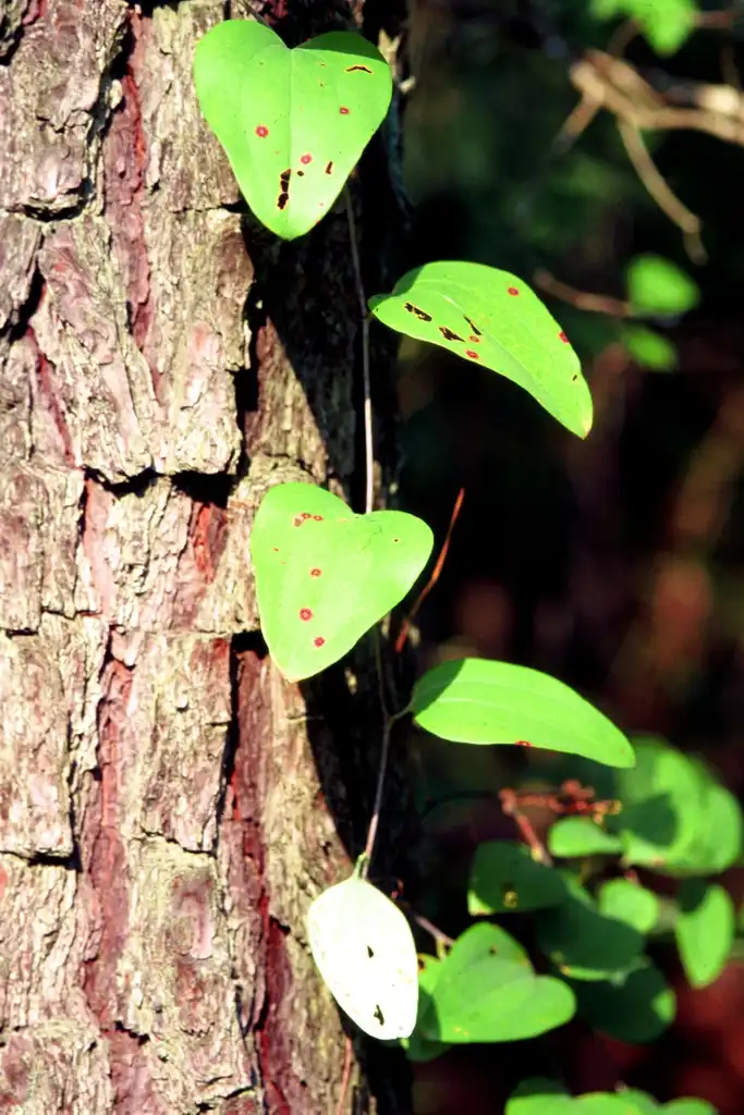 Photo of Smilax glauca - Bark and Leaf:James H. Miller