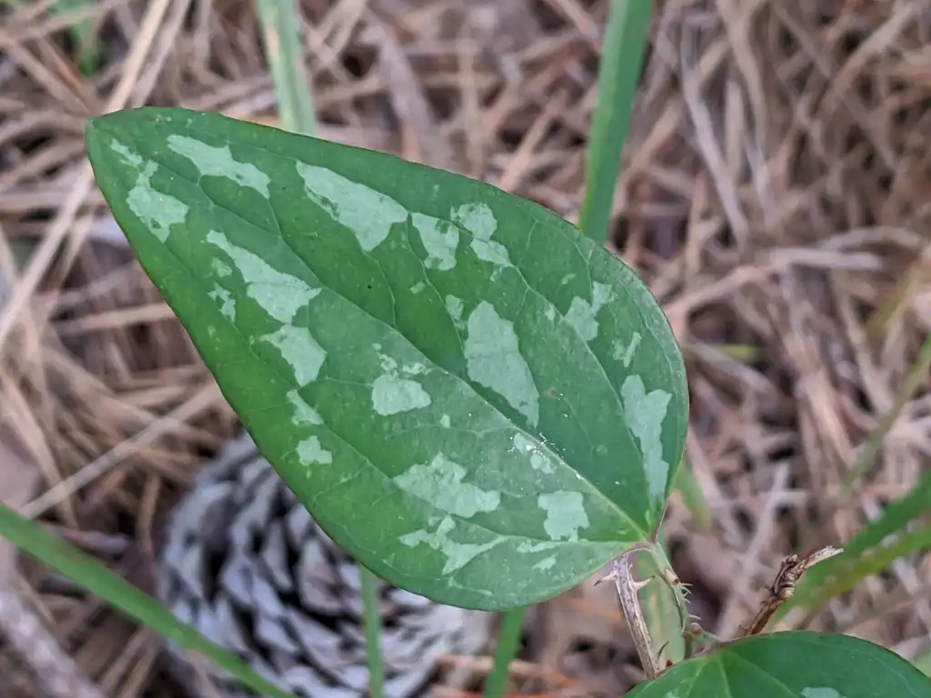 Photo of Smilax glauca - Variegated Leaves:T'chelet Handel