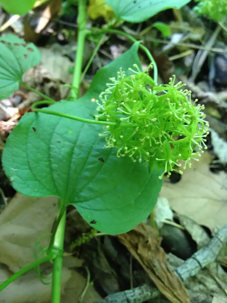 Foto de Smilax herbacea (Smilax herbaceas)