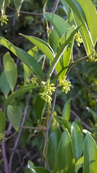 Photo of Smilax laurifolia (Smilax laurifolias)