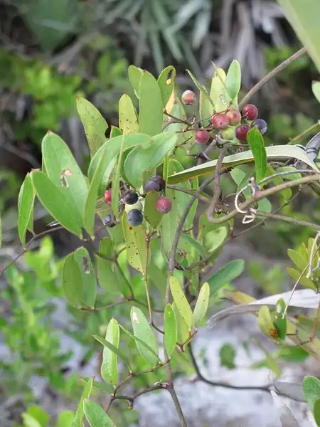 Photo of Smilax laurifolia (Smilax laurifolias)