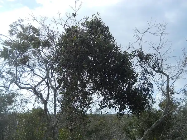Photo of Smilax laurifolia - :Javier Alejandro