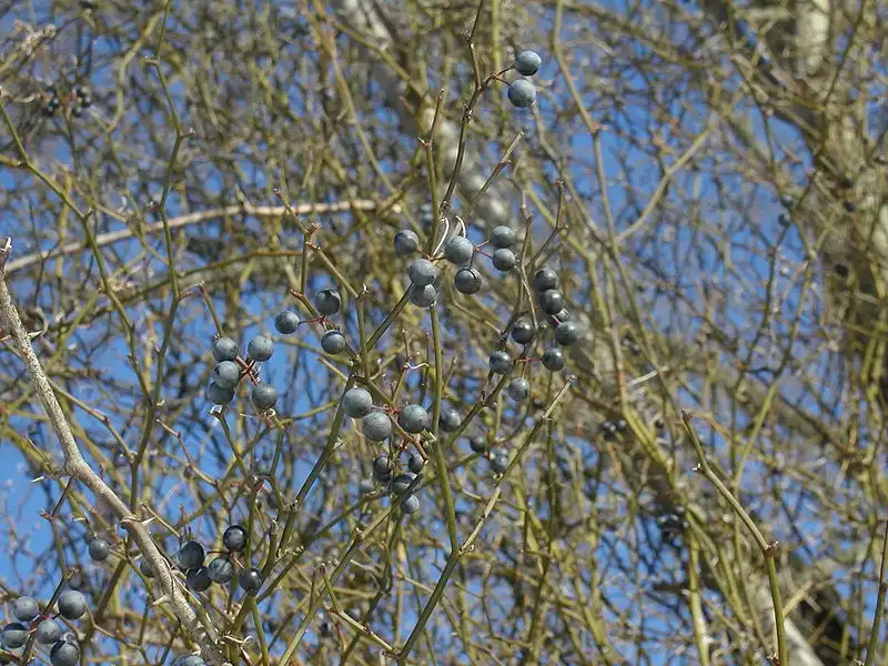Foto de Smilax rotundifolia (Smilax rotundifolias)